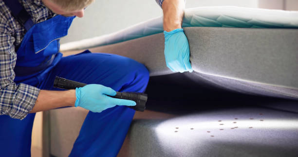 Best Termite Control Services  in Bourbonnais, IL