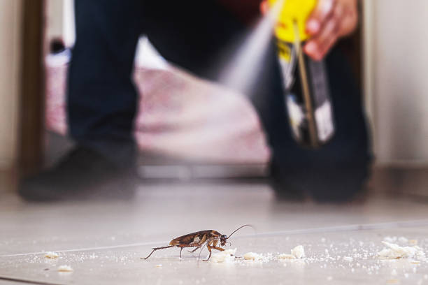 Best Pest Control Near Me in Bourbonnais, IL